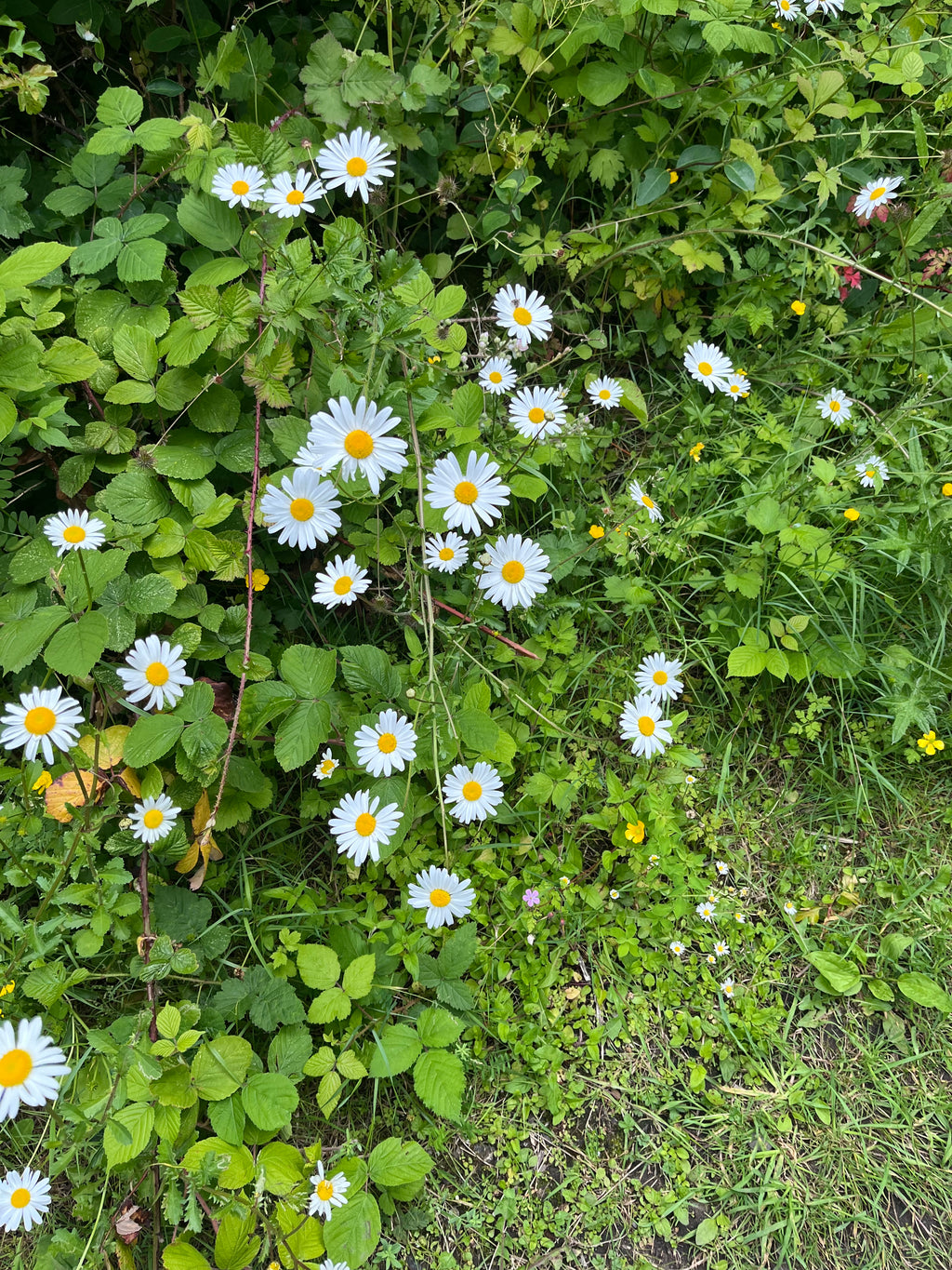 Wildflower Meadow Frame